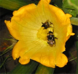 Cucurbita pepo