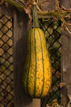 Cucurbita pepo