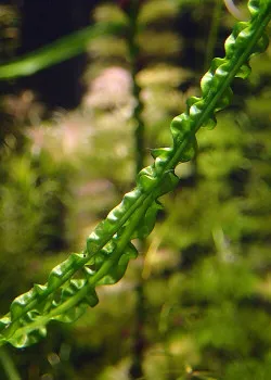 Crinum calamistratum